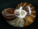 Inch Nautilus fossil from Madagascar #5221-1